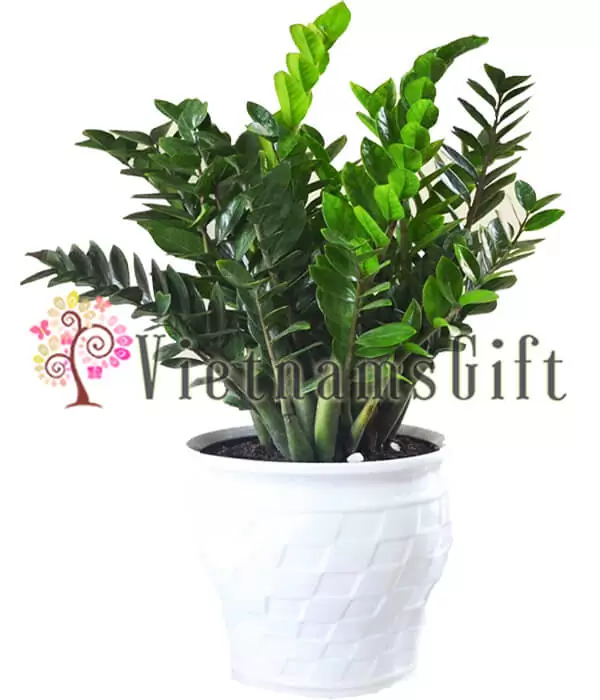 Aroid Palm