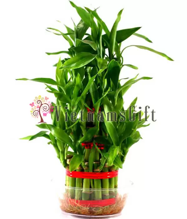 Bamboo Tree