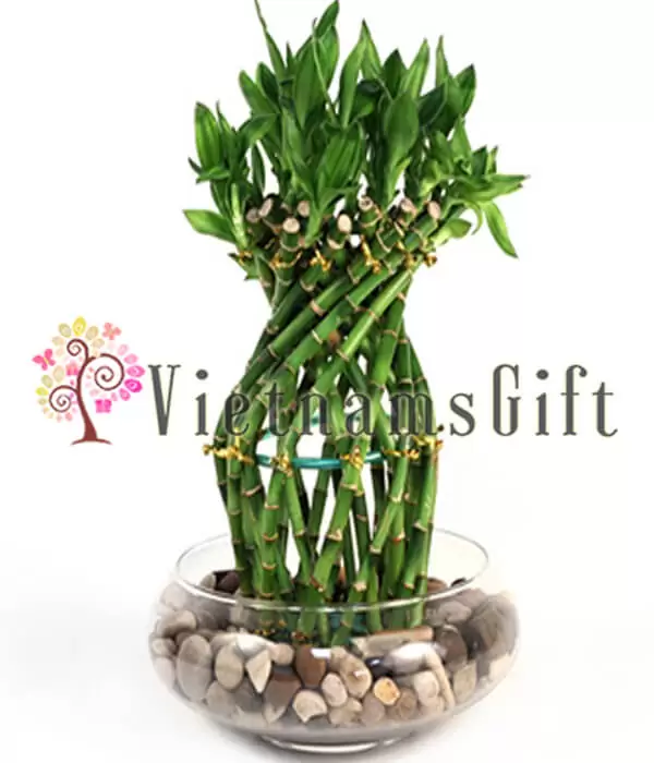 Bamboo Tree