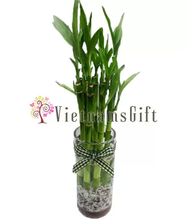 Bamboo Tree 100cm
