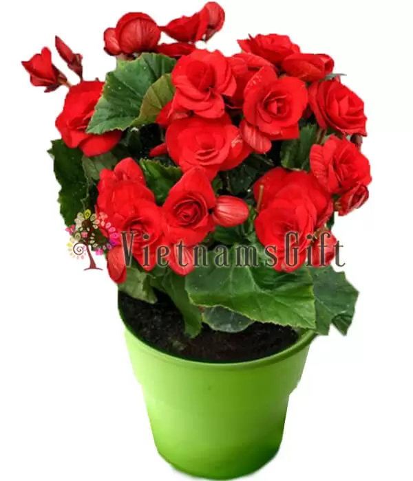 Camellia Pot
