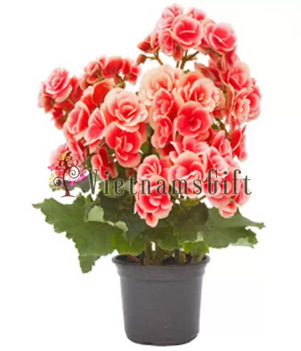 Camellia Pot