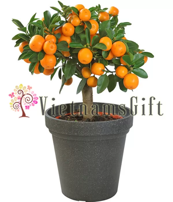 Kumquat Tree