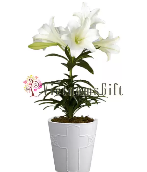 Lilies in Pot