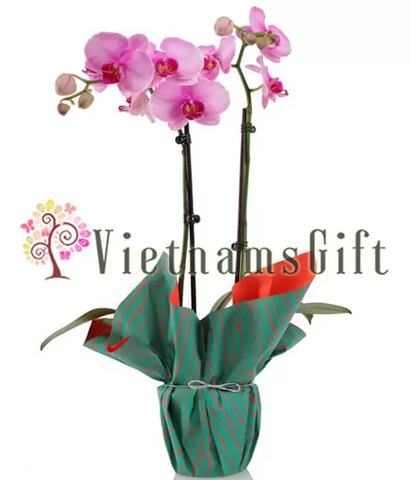 Glamorous Orchids