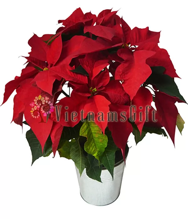 Poinsettia In Vase