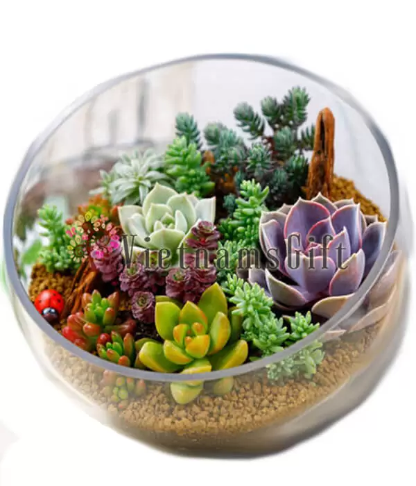 Succulent