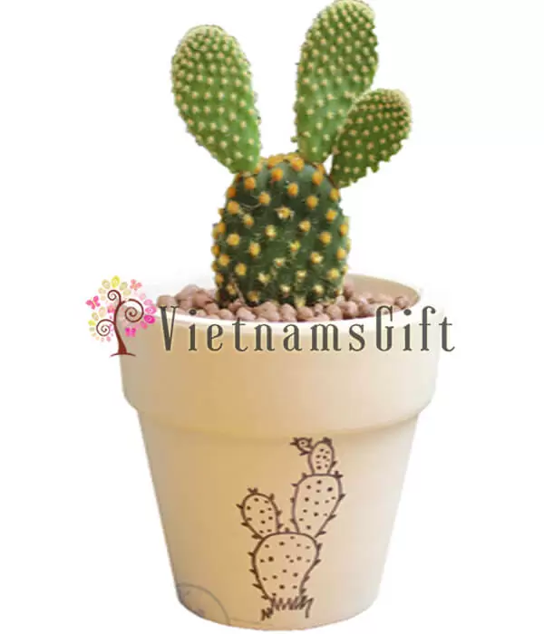Succulent