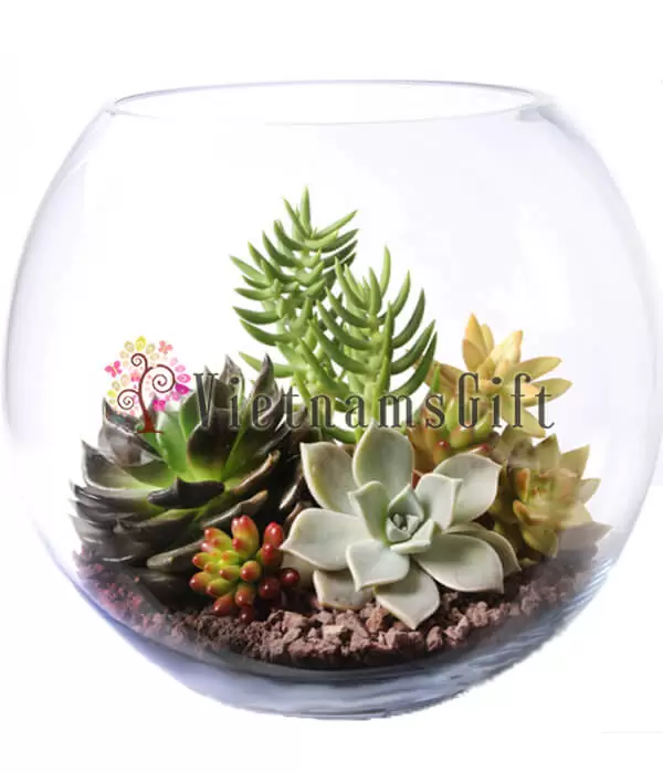 Succulent
