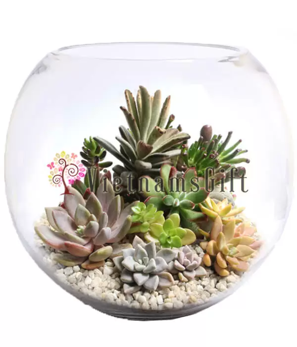 Succulent