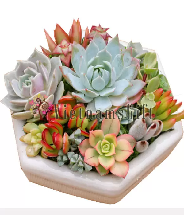 Succulent