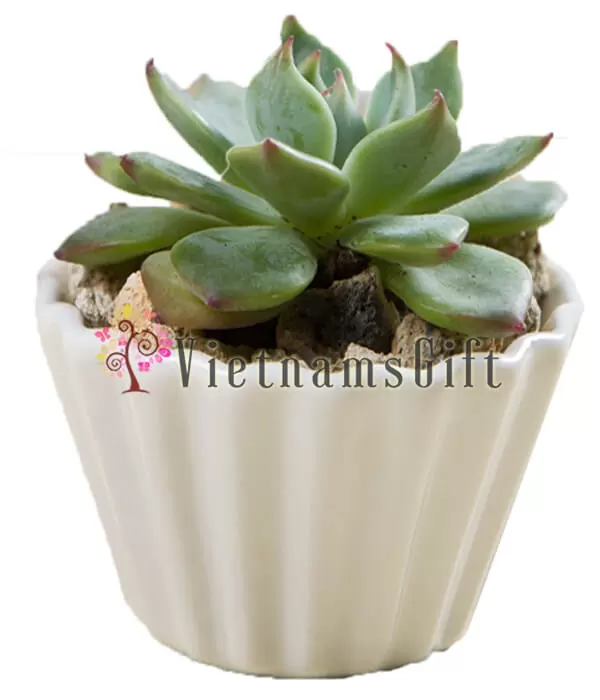 Succulent
