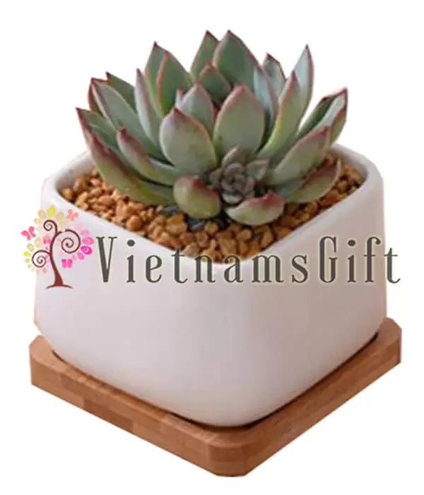 Succulent