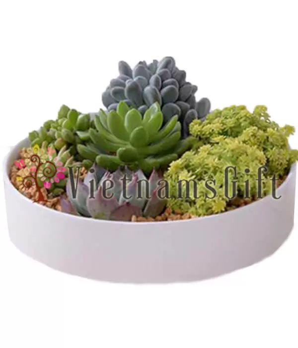 Succulent