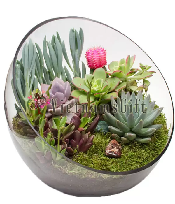 Succulent