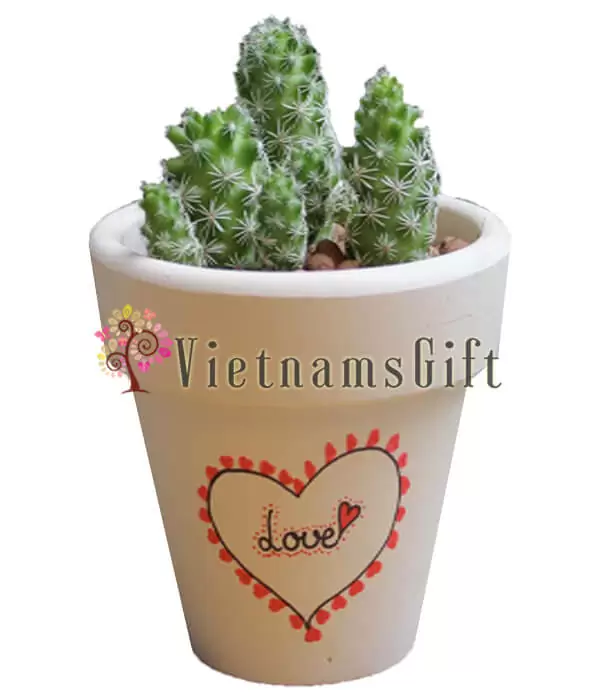 Succulent