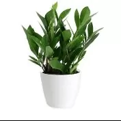 Plants